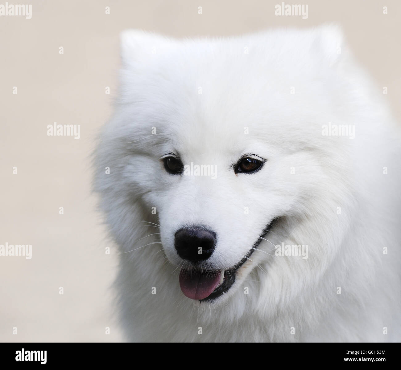 Weißen Spitz Hund Portrait über unscharfen Hintergrund Stockfoto