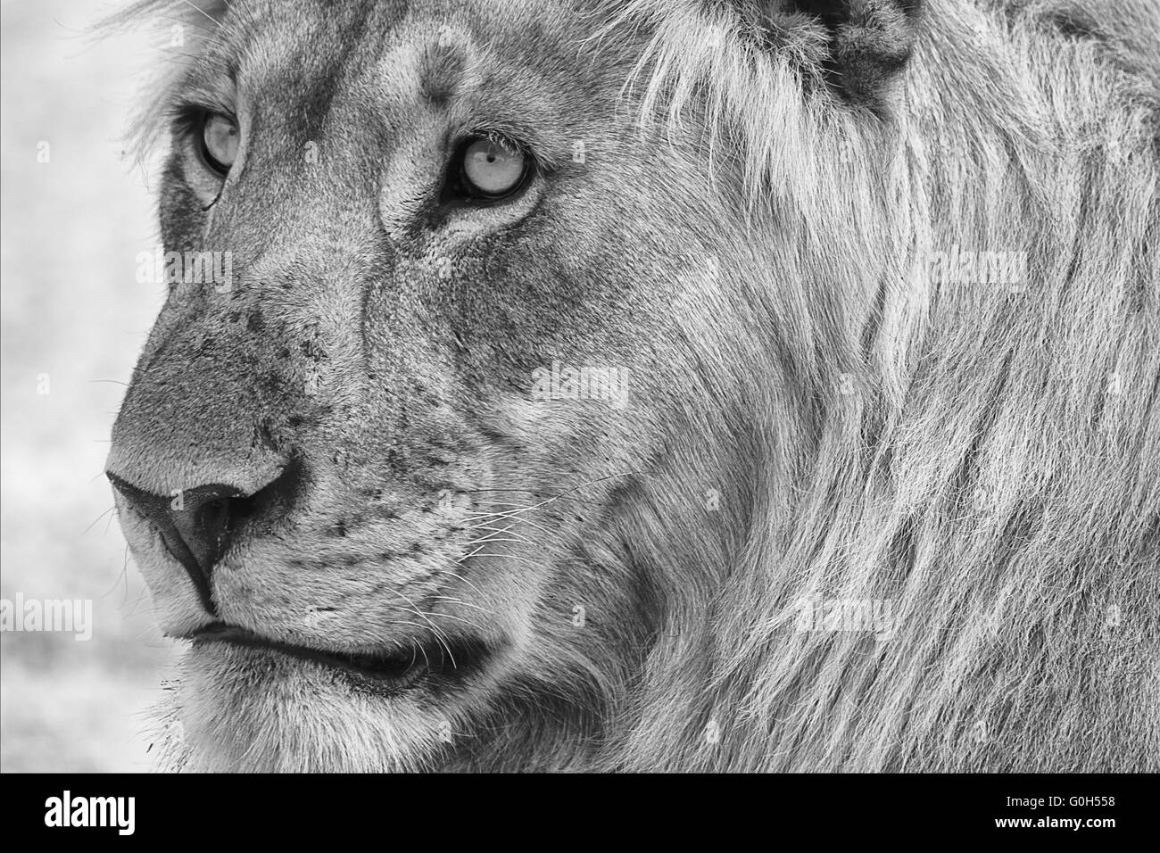 Porträt eines Löwen Stockfoto
