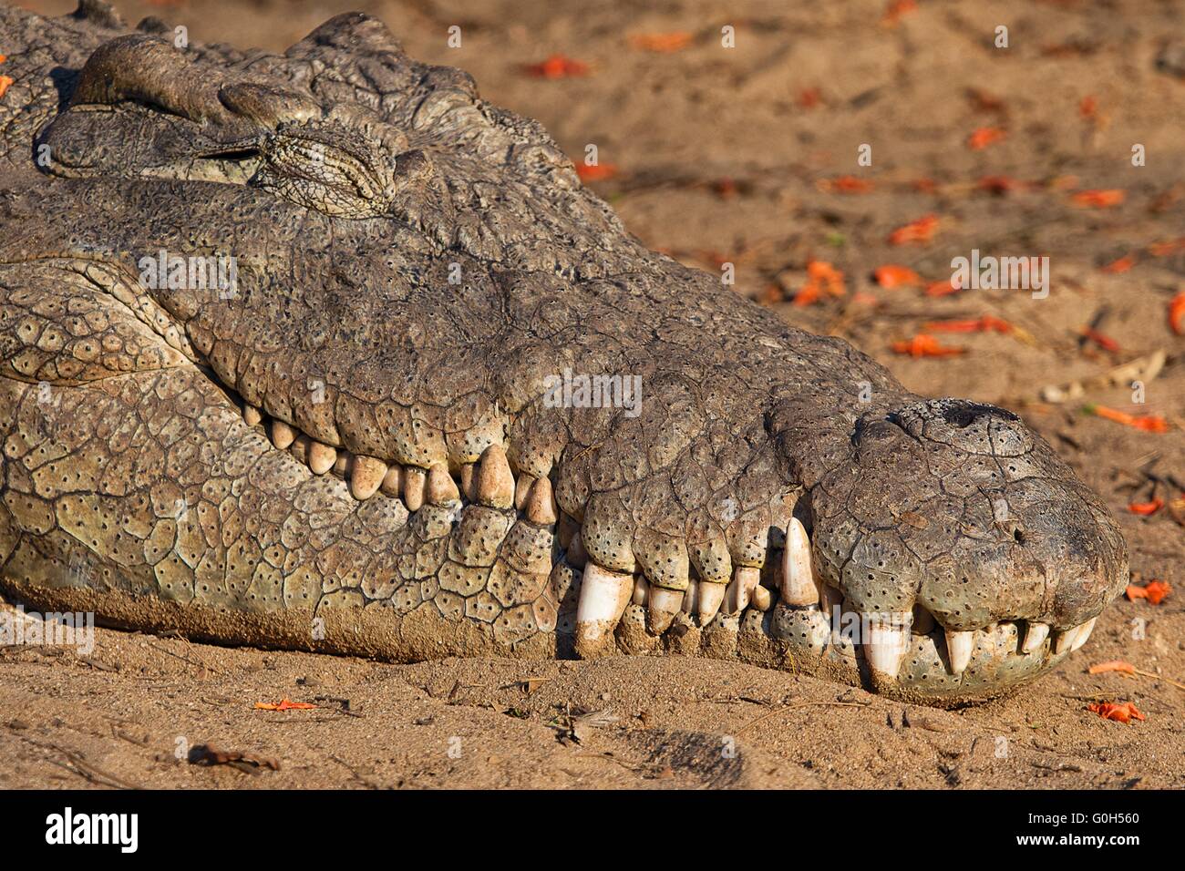 Krokodil, schlafen in der Kruger National park in Südafrika Stockfoto