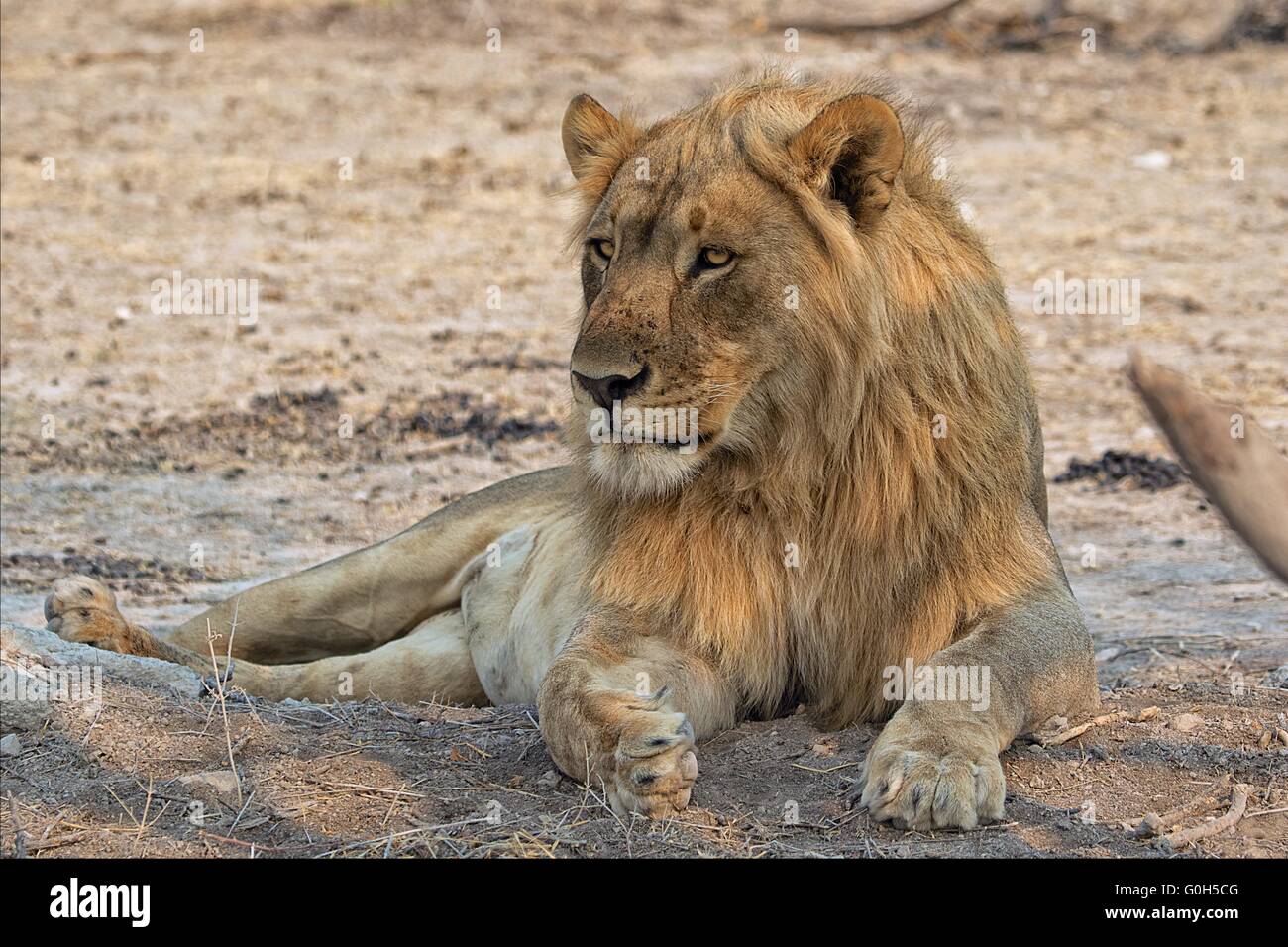 ein Löwe liegend in der Nähe der Straße am Etosha-namibia Stockfoto