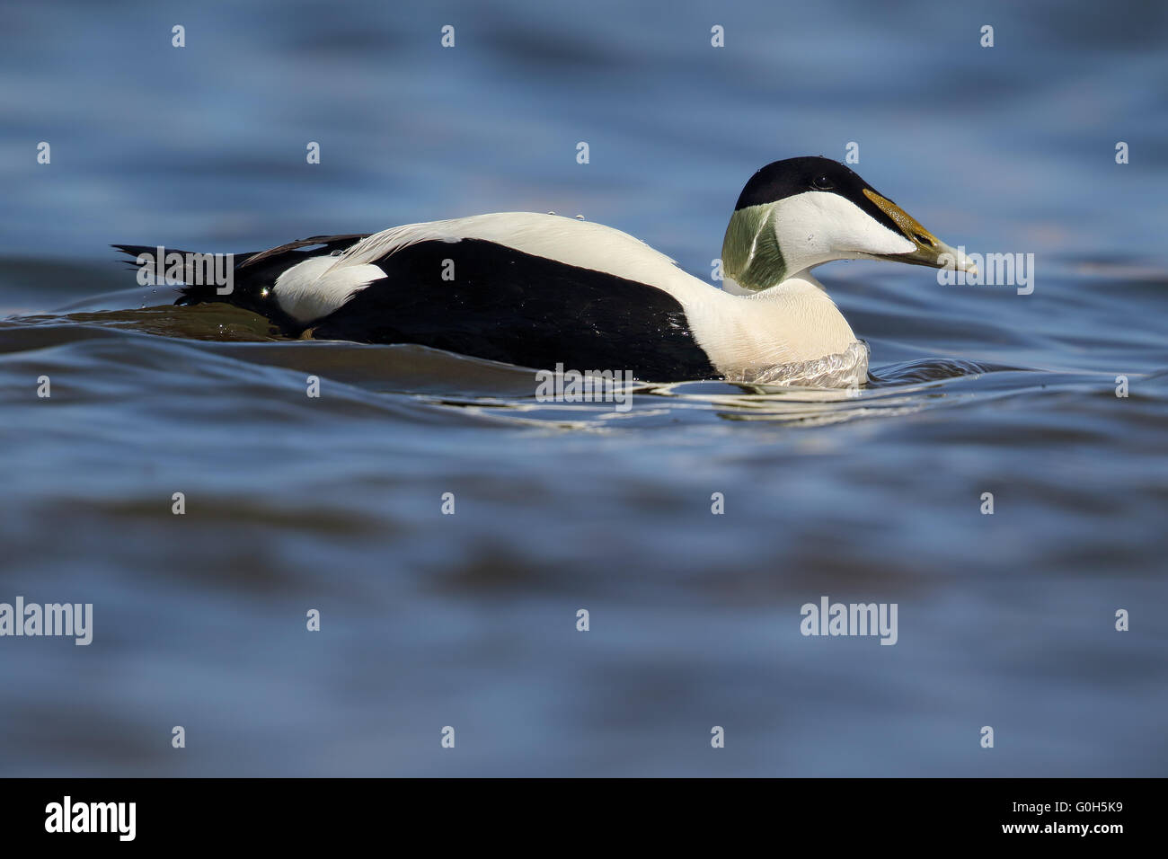 Männliche gemeinsame Eiderente (Somateria Mollissima) Stockfoto