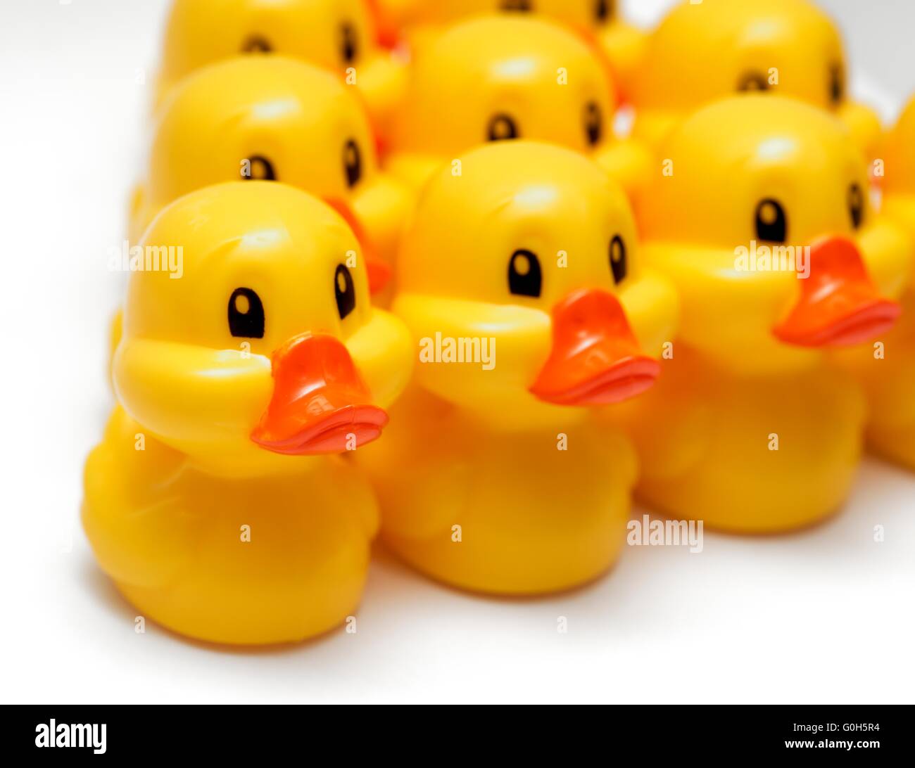 Gelbe Spielzeug Enten auf einem weißen Studio-Hintergrund Stockfoto