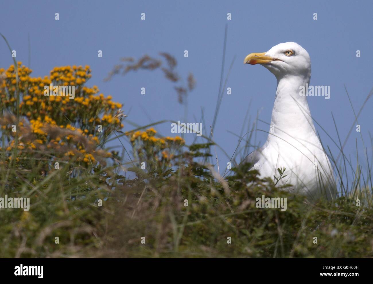 Europäische Silbermöwe Stockfoto