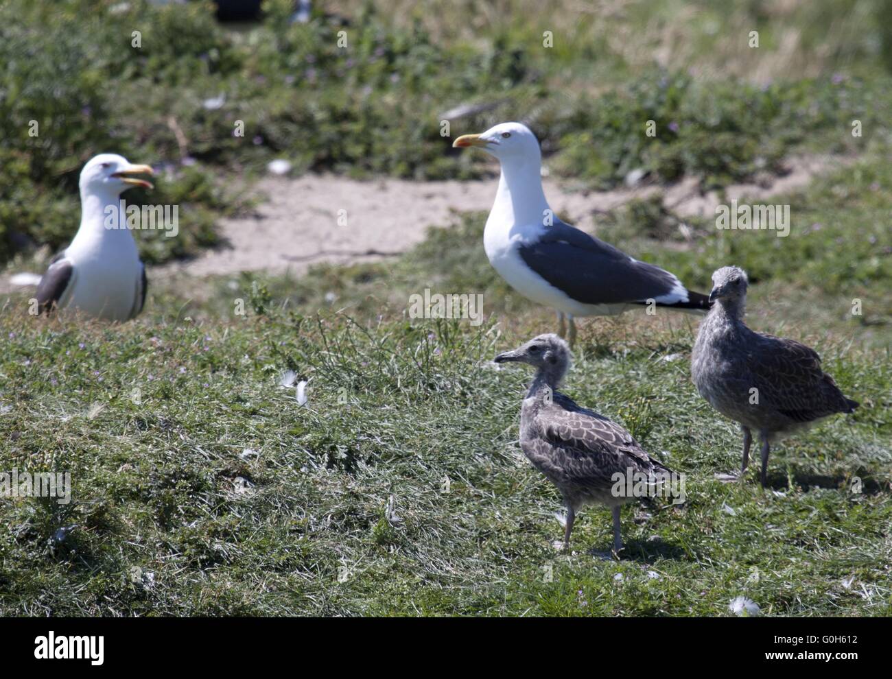 Europäische Silbermöwe Stockfoto