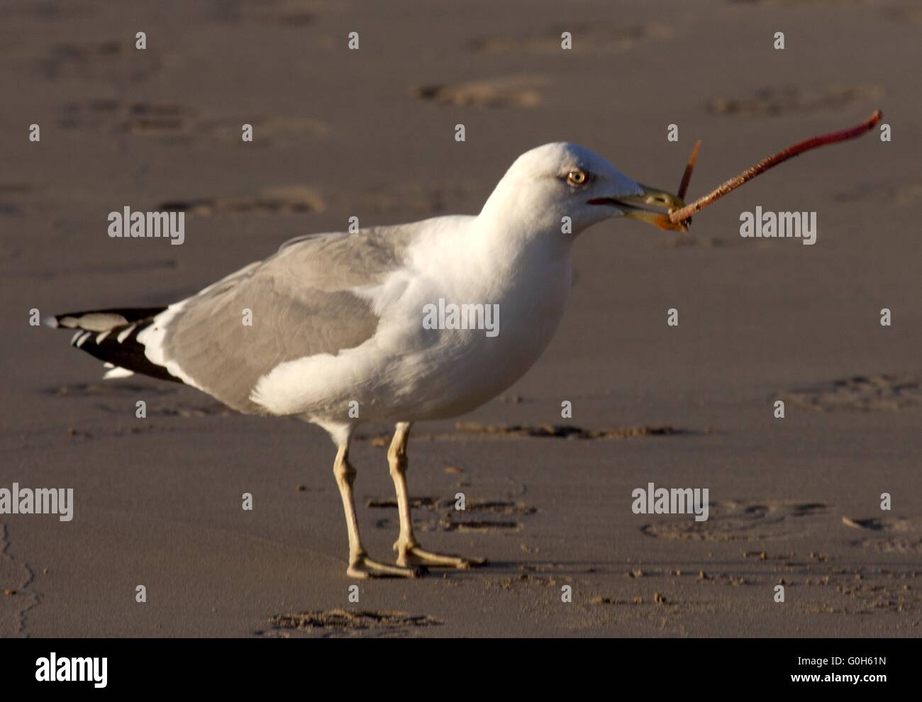 Europäische Silbermöwe Stockfoto