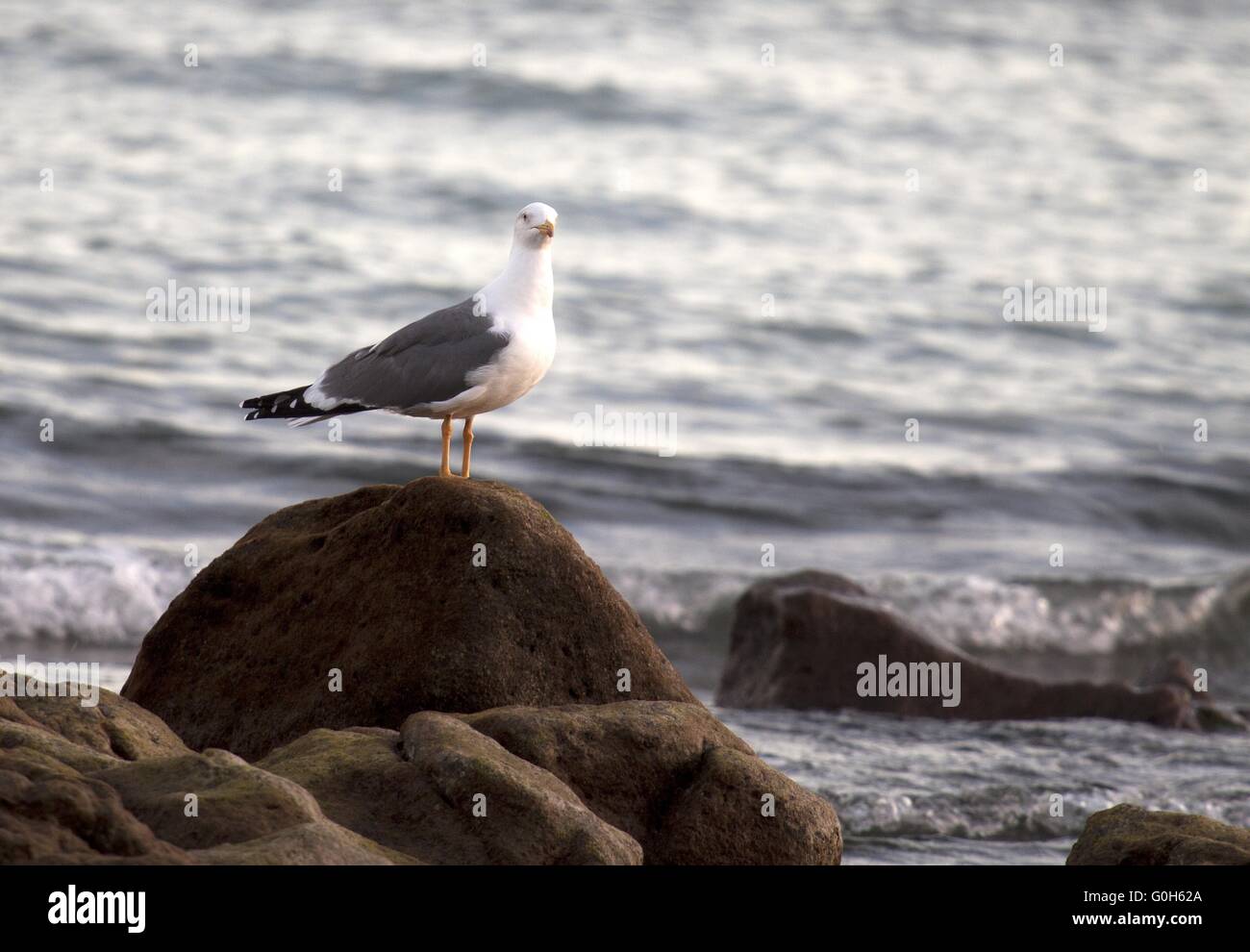 Europäische Silbermöwe Stockfoto