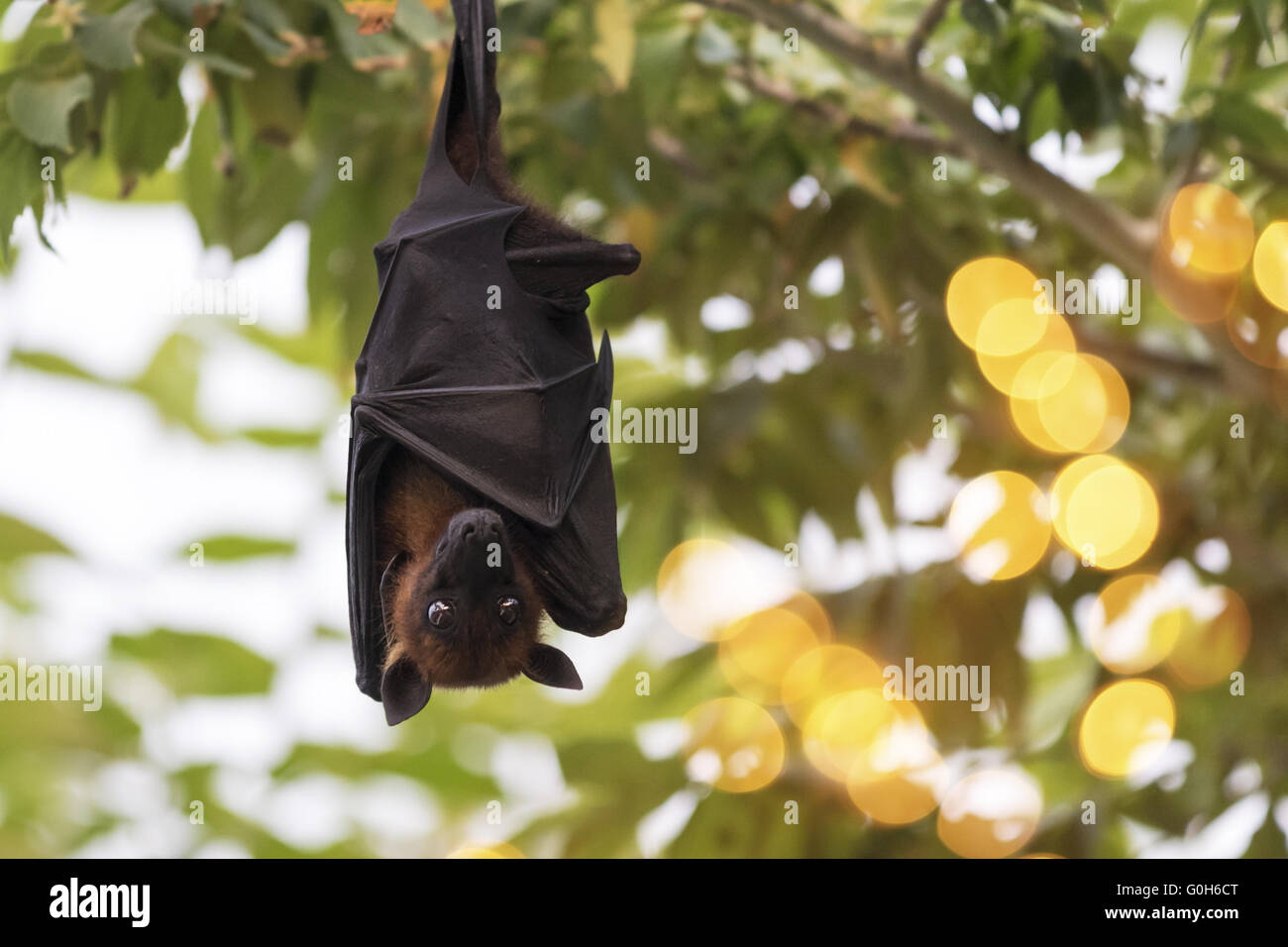 Flying fox Stockfoto