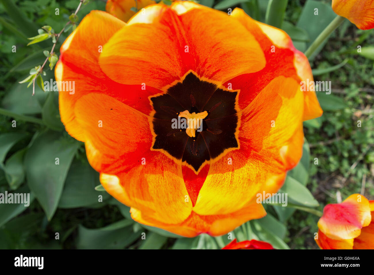 gelbe Tulpe blüht auf dem Blumenbeet Closeup Draufsicht Stockfoto