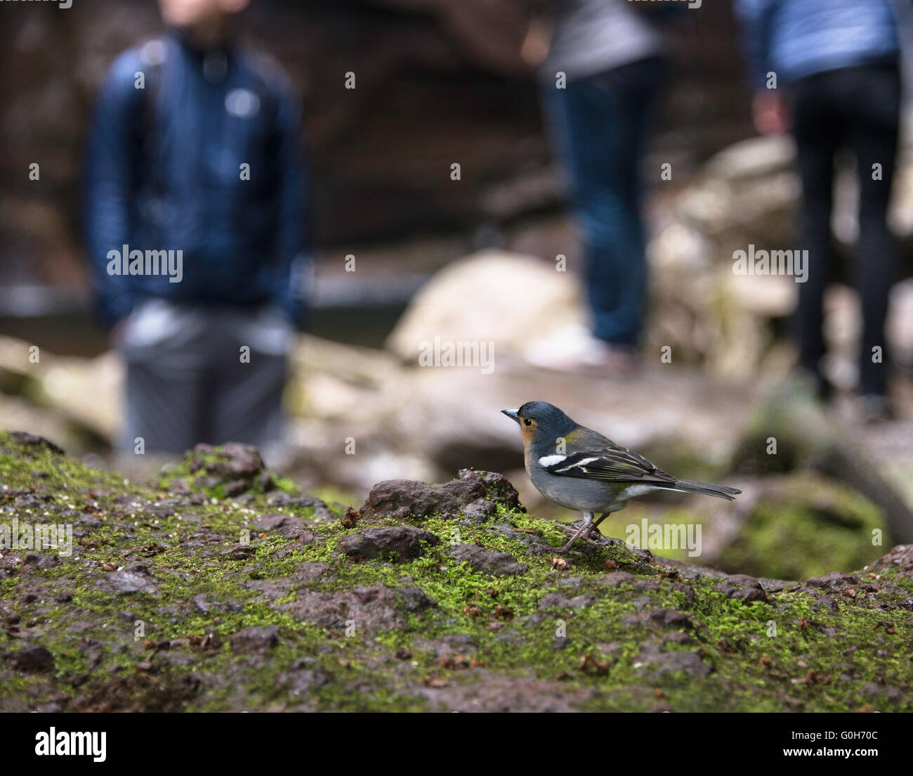 Vögel beobachten, Menschen beobachten Vogel Natur Madeiras Stockfoto