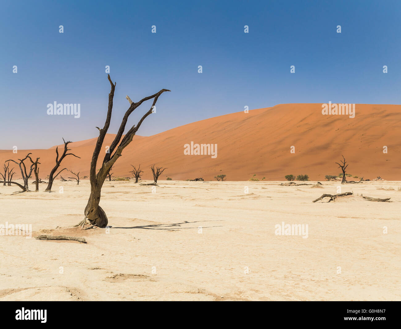 Tote Bäume stehen im Deadvlei, Namibia. Wüstenlandschaft. Stockfoto