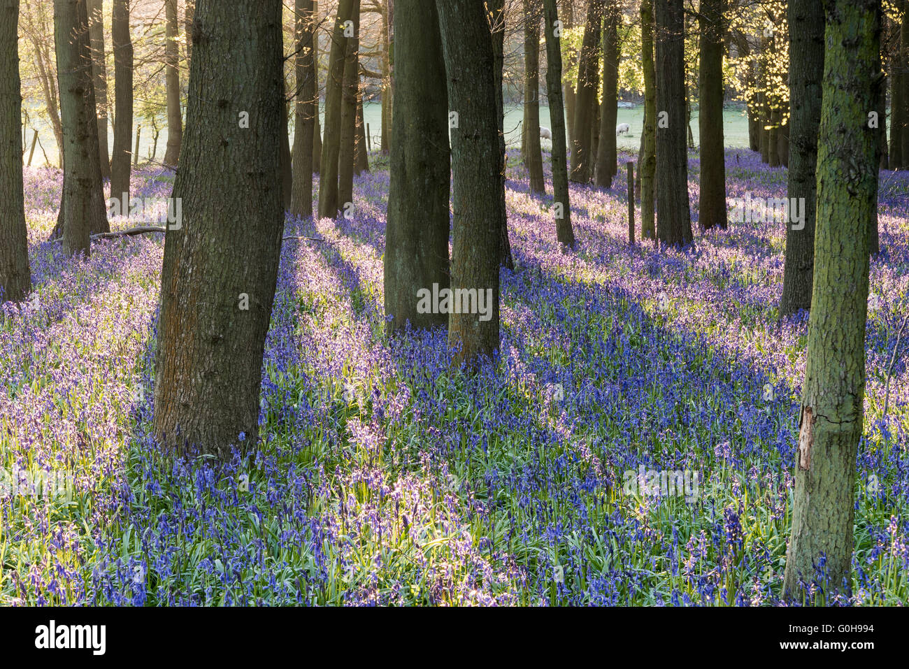 Woodland Glockenblumen Stockfoto