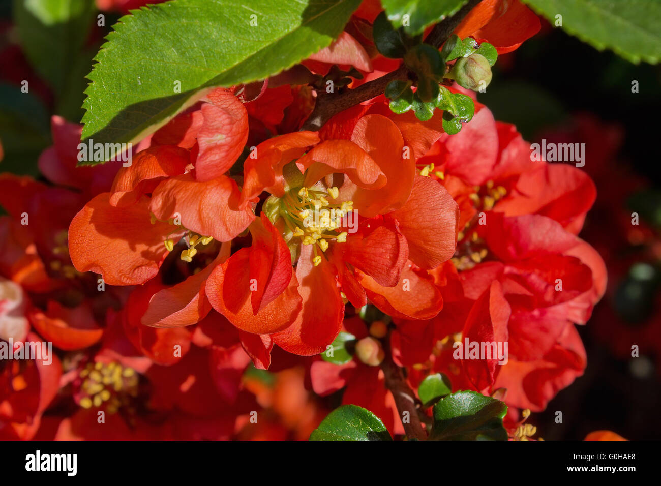 Rote Blumen japanische Quitte hautnah Stockfoto