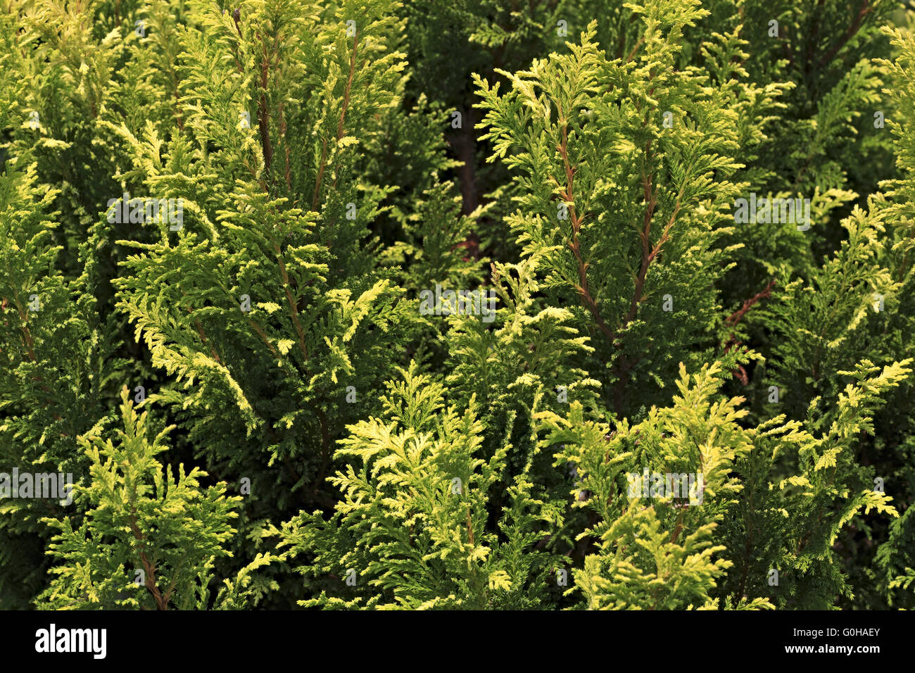 Thuja ist eine Gattung von Nadelbäumen in Cupressaceae Stockfoto