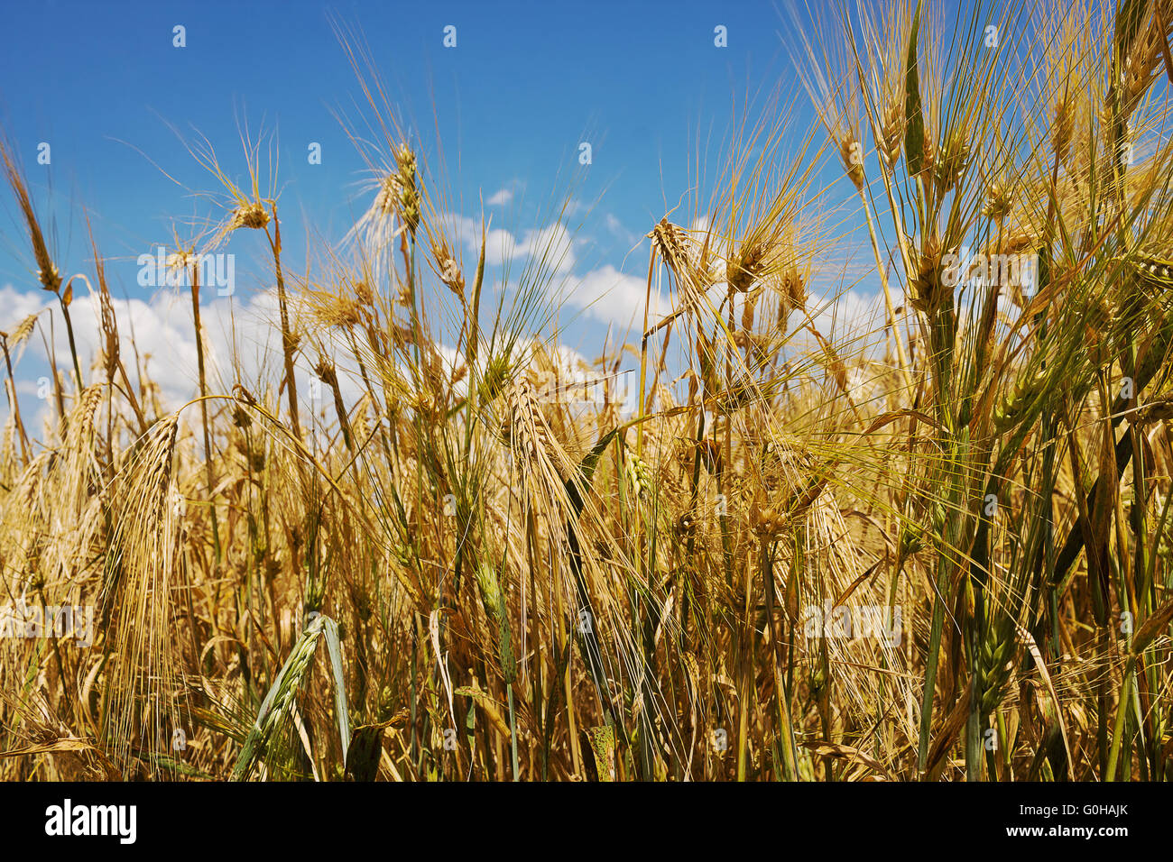 Weizen wächst in einer Feld-Nahaufnahme Stockfoto