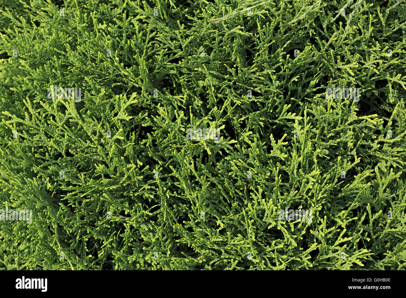 Thuja ist eine Gattung von Nadelbäumen in Cupressaceae Stockfoto