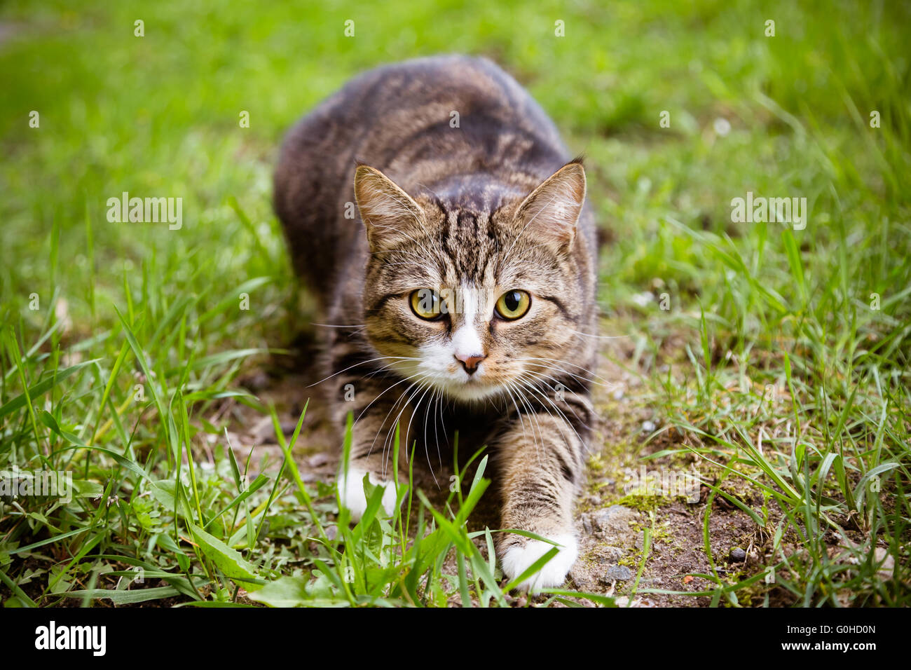 Porträt von Angst Katze Blick in die Kamera Stockfoto