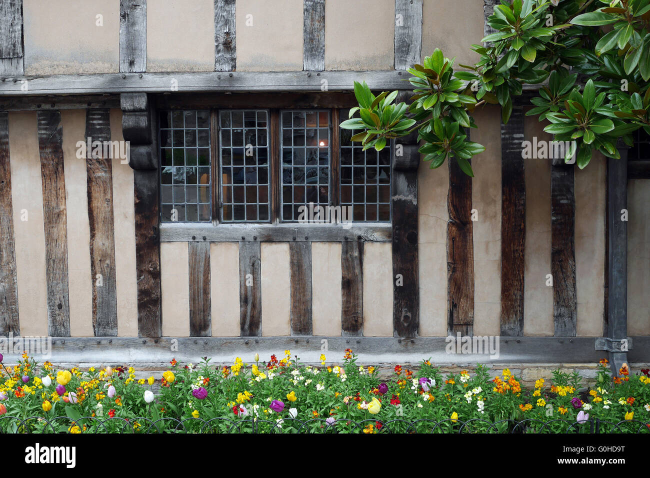 Tulpen außerhalb Halls Croft, Altstadt, Stratford in Warwickshire, England, Vereinigtes Königreich. Stockfoto