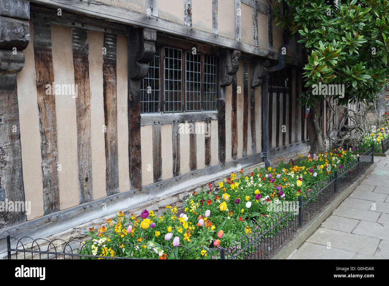 Tulpen außerhalb Halls Croft, Altstadt, Stratford in Warwickshire, England, Vereinigtes Königreich. Stockfoto