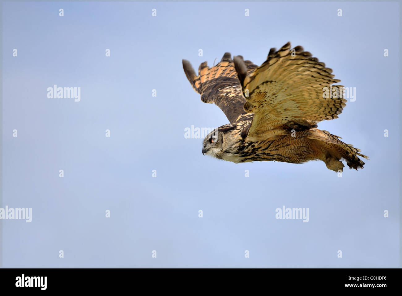 Eurasische Adler-Eule im Flug Stockfoto