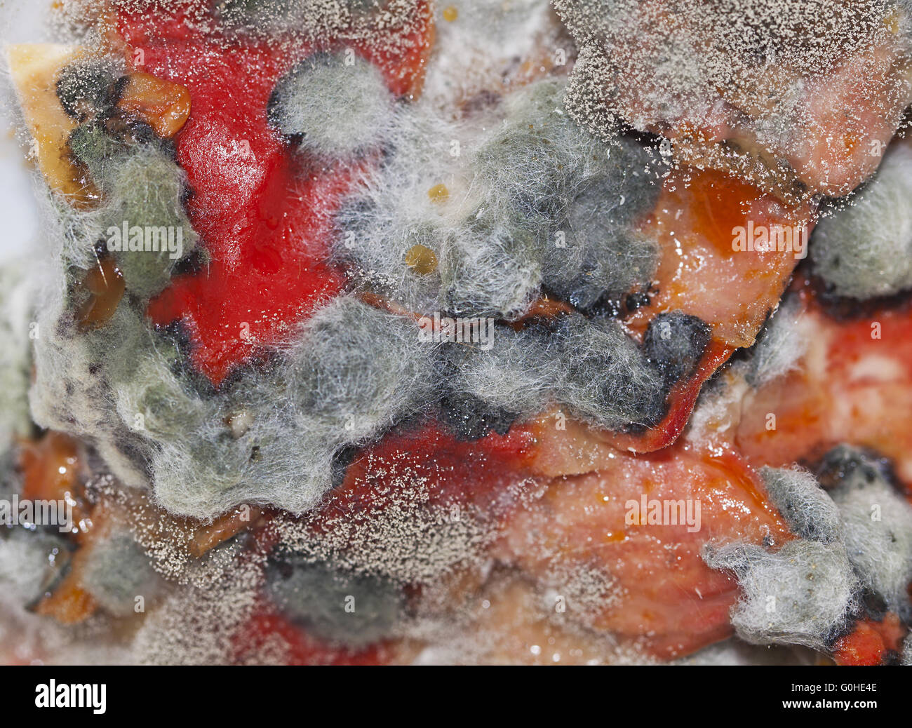 Verschimmelte Stockfoto