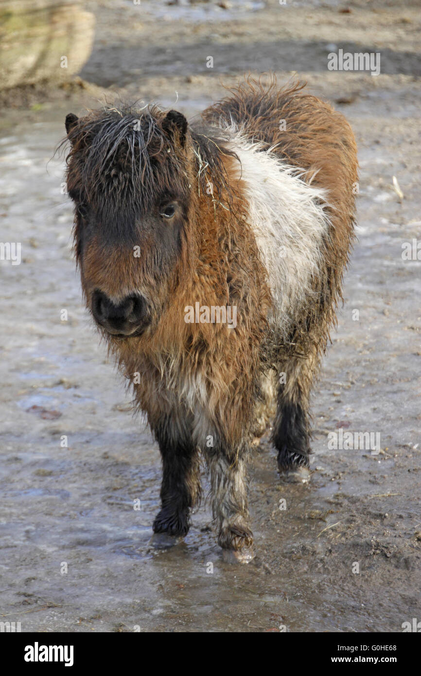 Minischiff -Fotos und -Bildmaterial in hoher Auflösung – Alamy