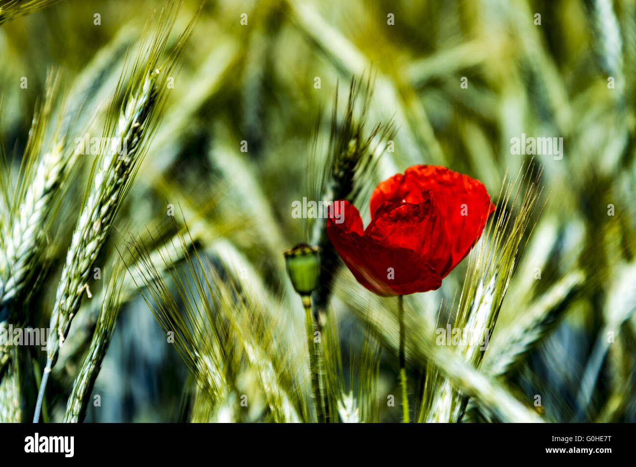 Roter Mohn in einem Maisfeld Stockfoto
