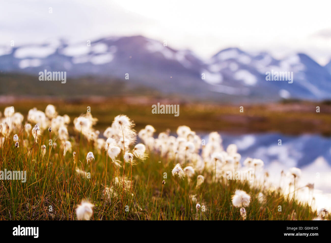 Polar Blumen Stockfoto