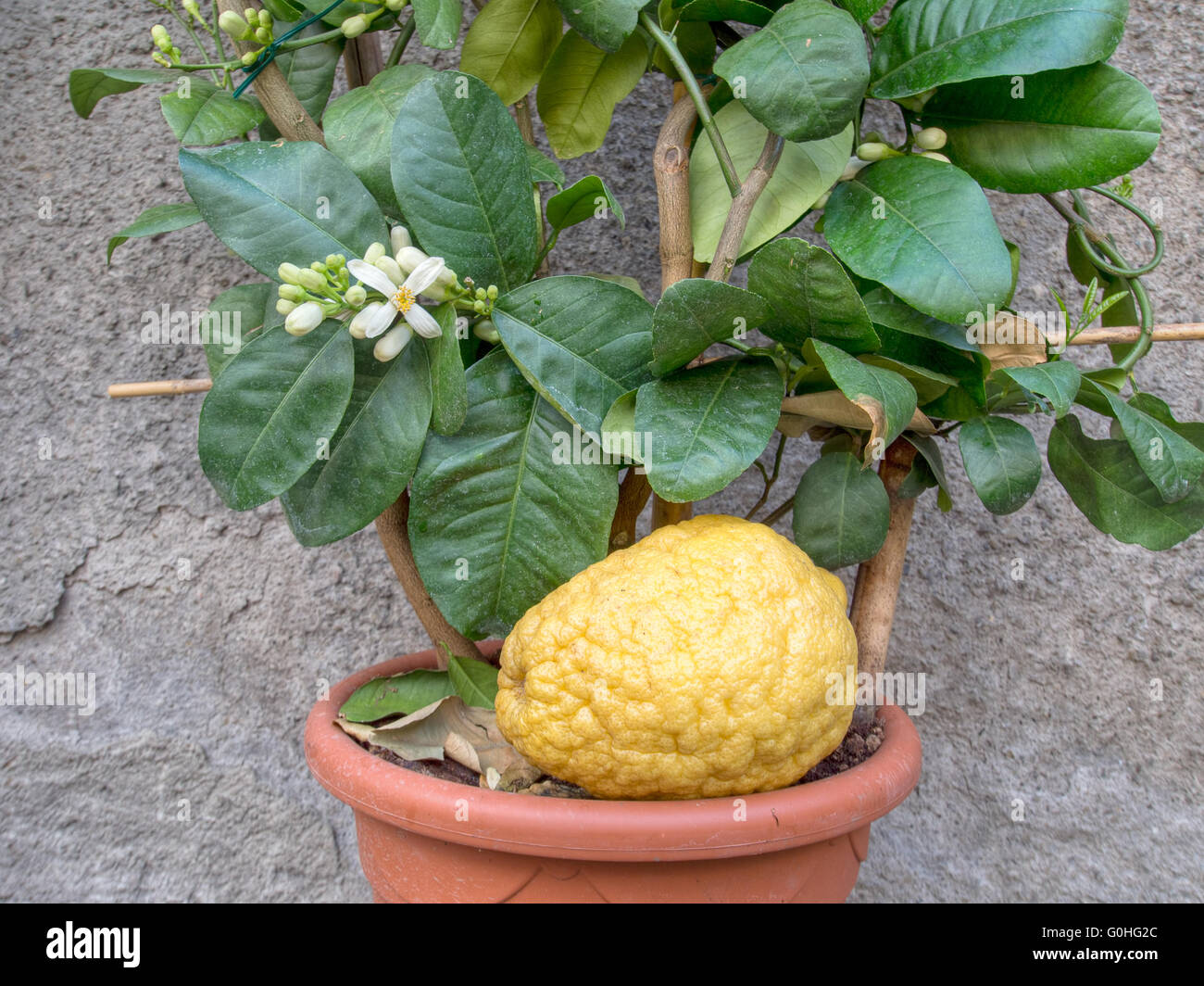 Zitrone Obst aka Etrog. Im Topf. Aus Ligurien, Italien Stockfotografie ...