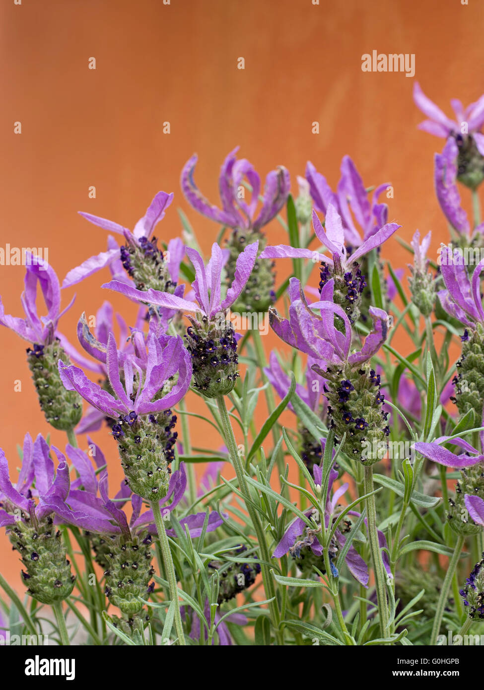 Französischer Lavendel, Lavandula Steochas, helle Wand. Italien. Stockfoto