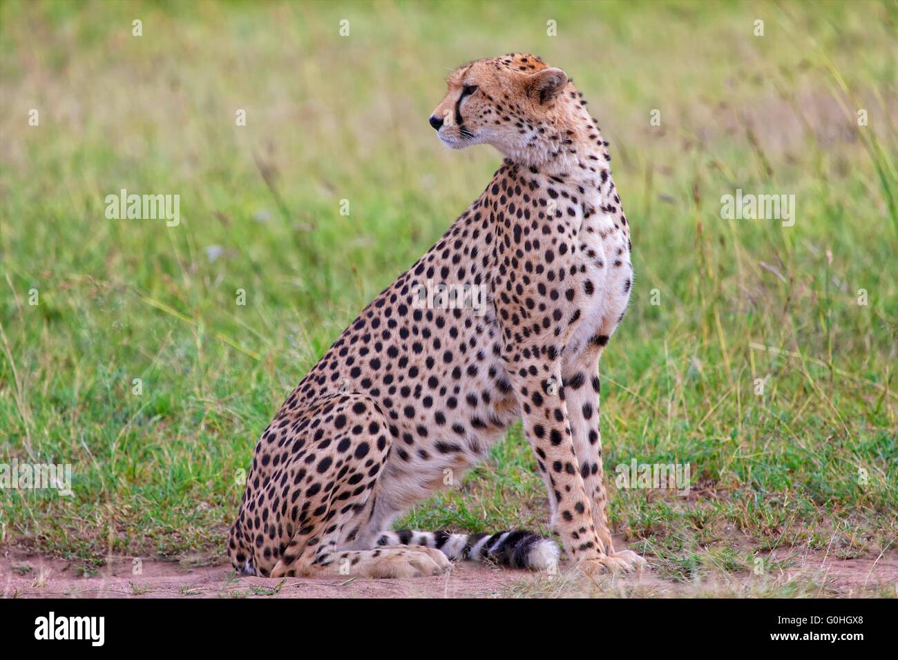 ein schöner Gepard ruhen in der Masai mara Stockfoto