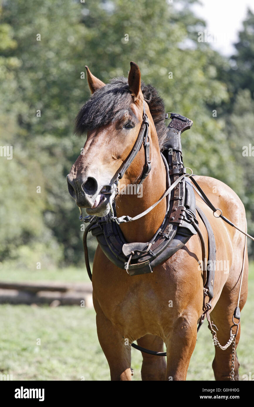 belgische Pferd Stockfoto