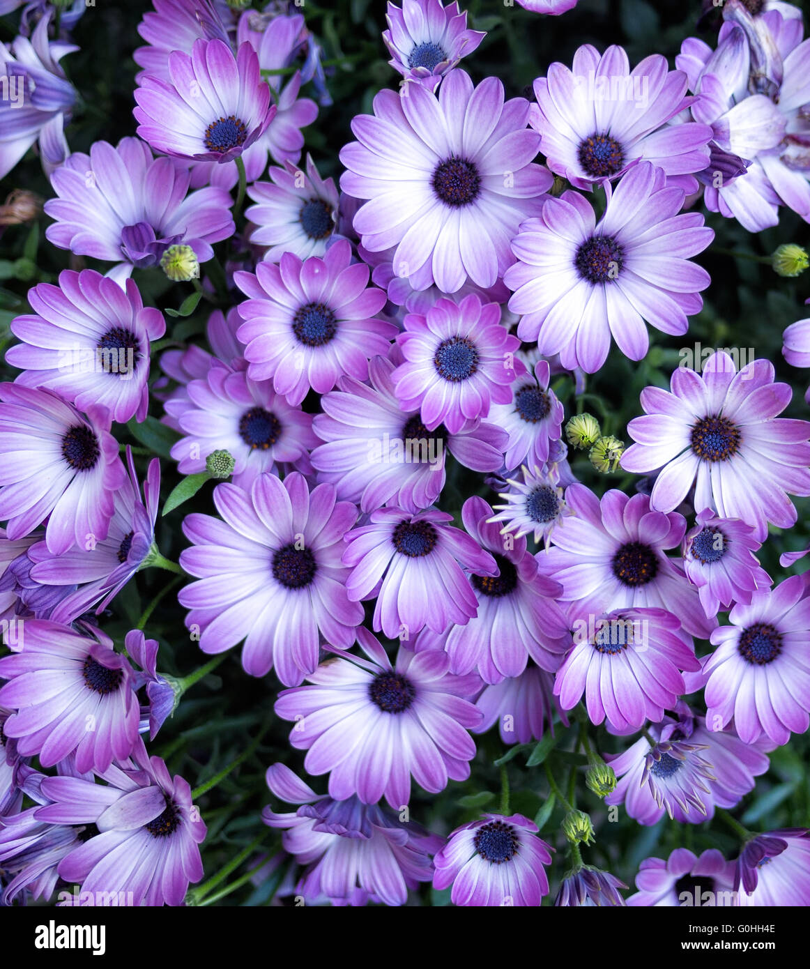 Osteospermum, lila und weiß. Gartenpflanze. Stockfoto