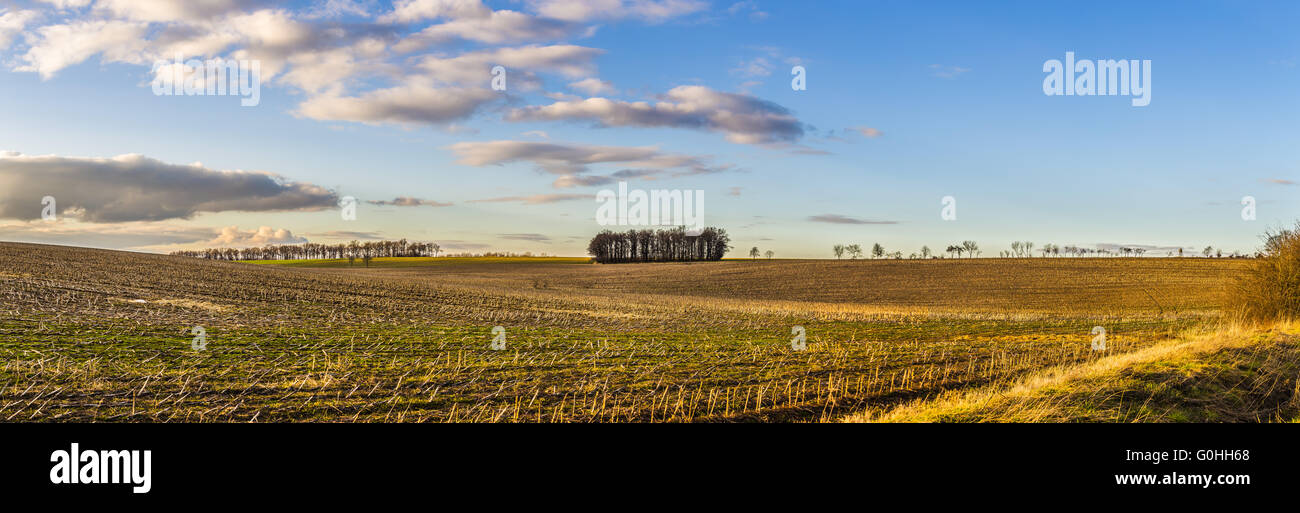 Feld und Bäume - Panorama Stockfoto