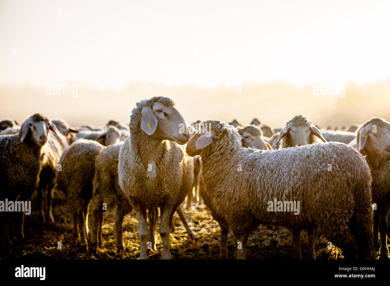 Schafe Stockfoto