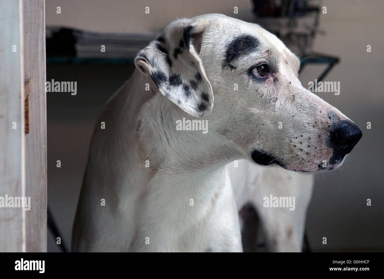 Hund Stockfoto