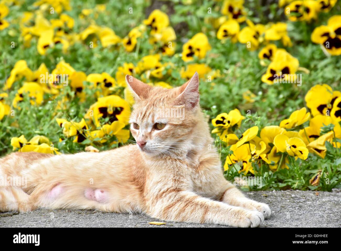 Ziemlich gelbe Katze legen neben gelben Blüten Stockfoto