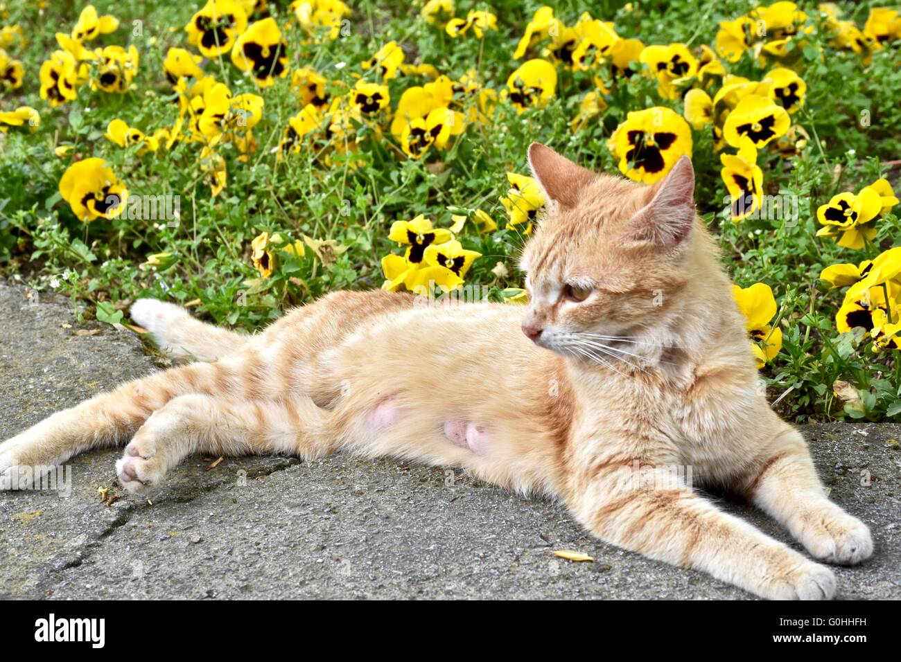 Ziemlich gelbe Katze legen neben gelben Blüten Stockfoto