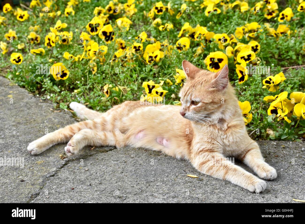 Ziemlich gelbe Katze legen neben gelben Blüten Stockfoto
