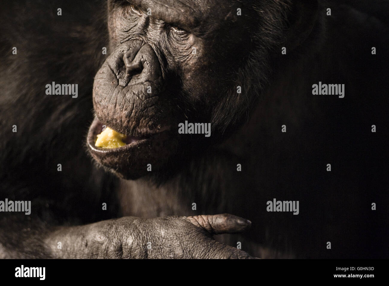 Schimpanse Stockfoto