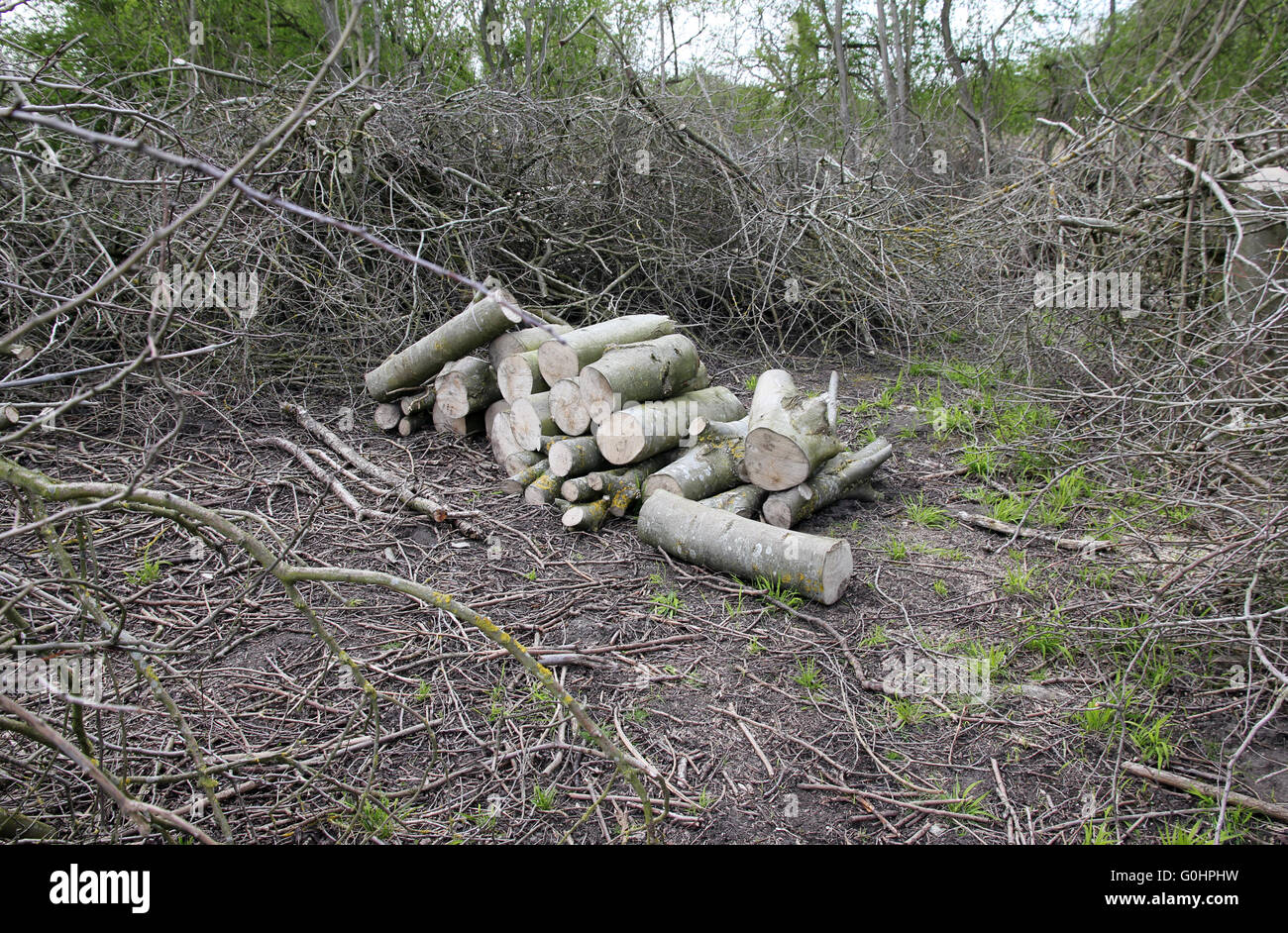 Waldbewirtschaftung in der lokalen Natur reservieren Cambridgeshire Stockfoto
