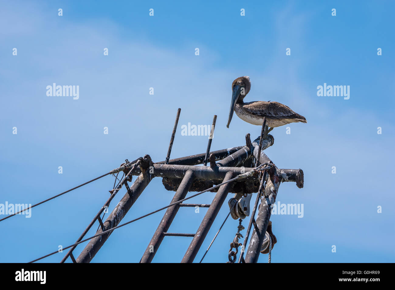 Ein brauner Pelikan (Pelecanus Occidentalis) sitzt oben auf einem Boot. Hohen Insel, obere Golf Küste von Texas, USA. Stockfoto