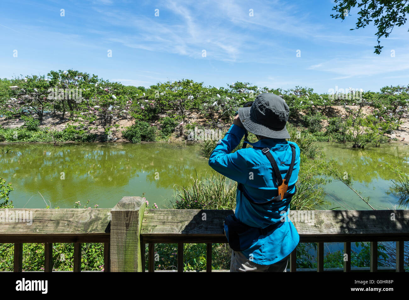 Ein weiblicher Vogelbeobachter Rookery von der Aussichtsplattform mit einem Fernglas zu betrachten. High Island, Texas, USA. Stockfoto