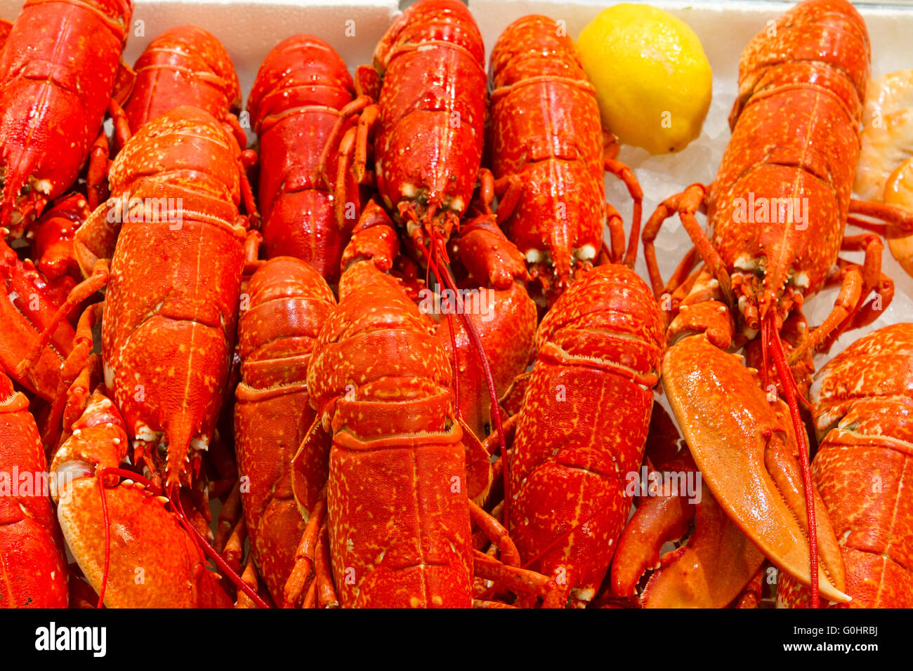Ganze red Lobster Stockfoto
