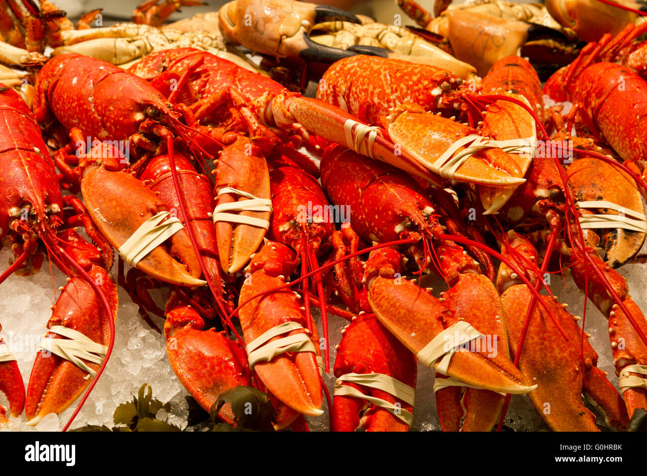Ganze red Lobster Stockfoto