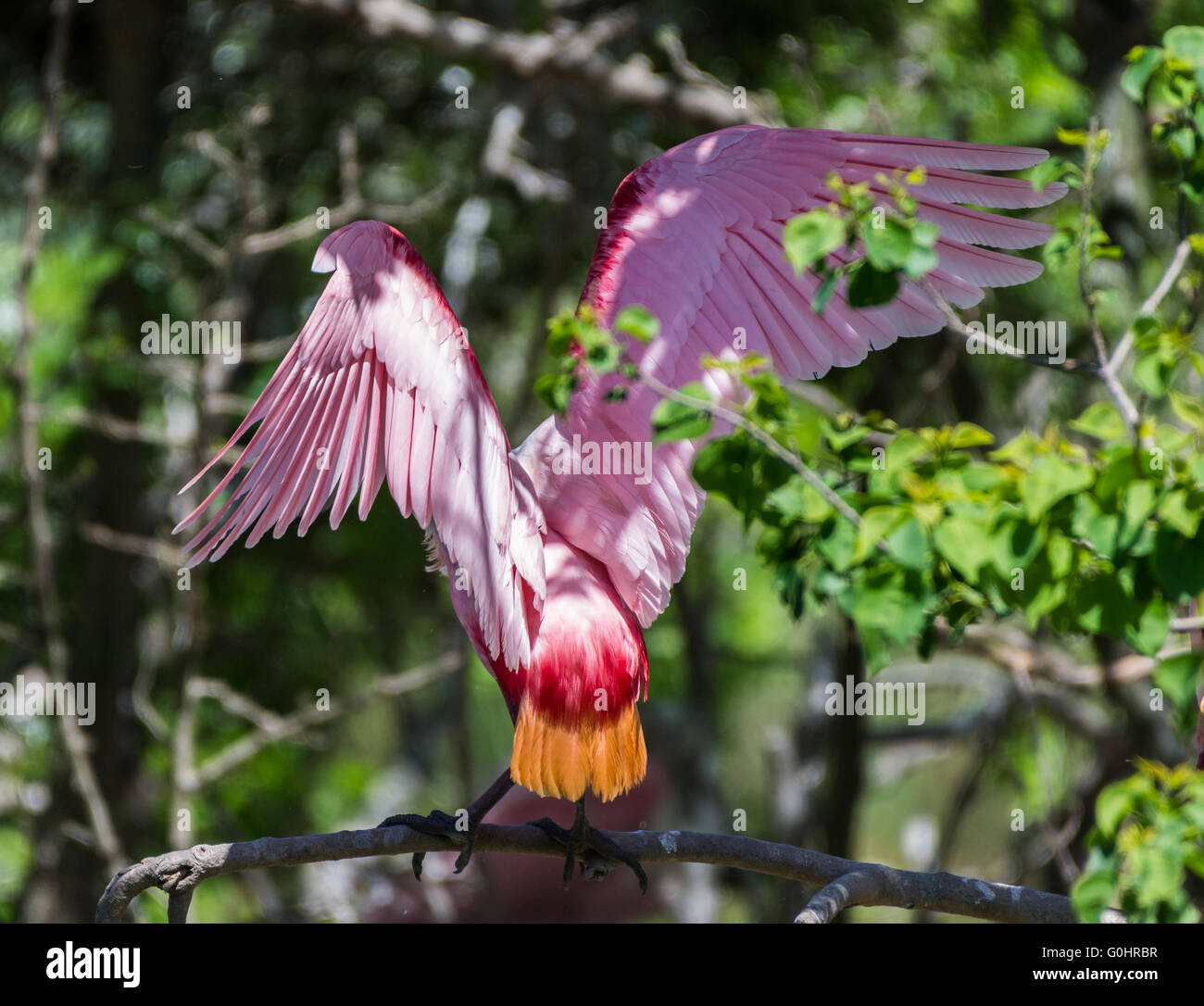 Eine rosige Löffler (Platalea Ajaja) landete auf einem Ast in der Rookery. High Island, Texas, USA. Stockfoto