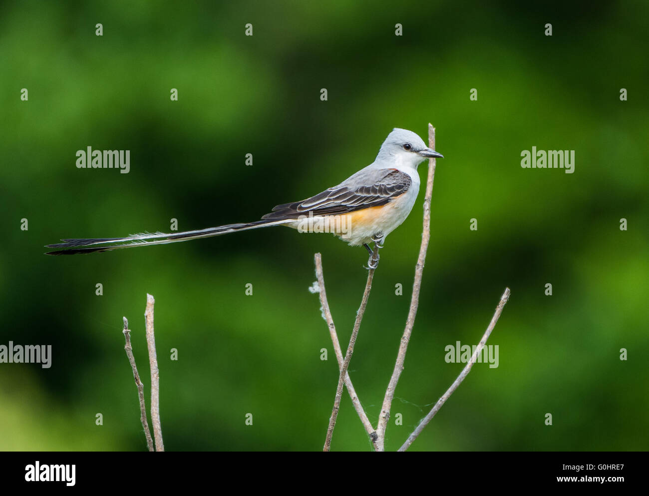 Ein Scissor-tailed Schopftyrann (Tyrannus forficatus) auf einem Ast sitzend. High Island, Texas, USA. Stockfoto