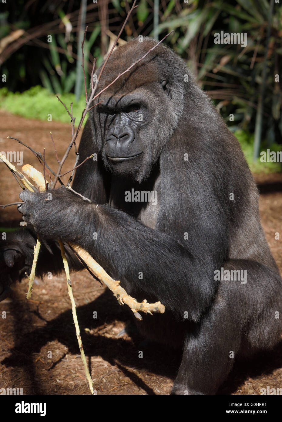 Junge captive Gorilla sticks sammeln zum Knabbern Stockfoto
