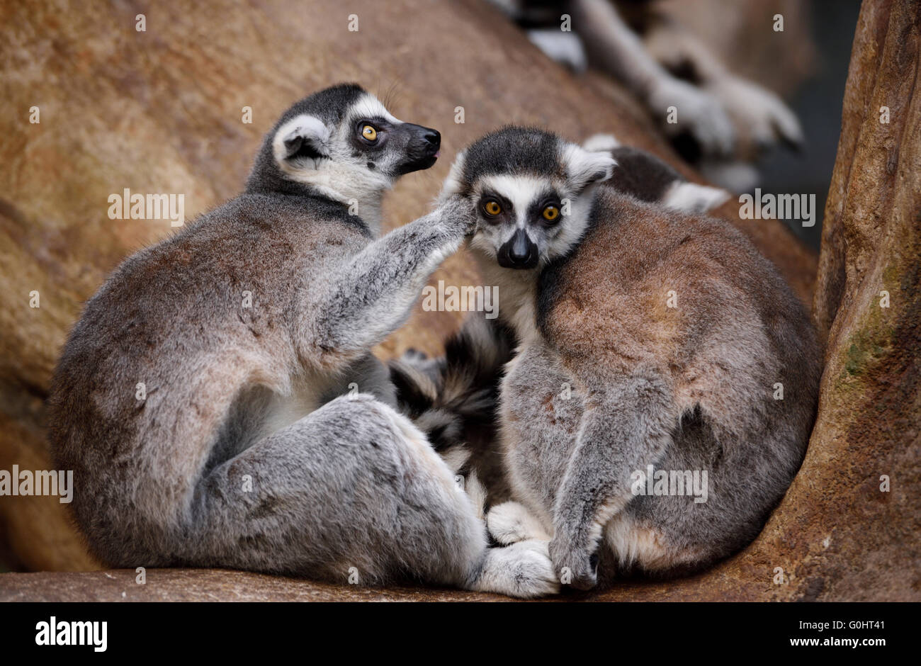 Paar gefangen Ring Tailed Lemuren Pflege in einem Baum Barsch Stockfoto