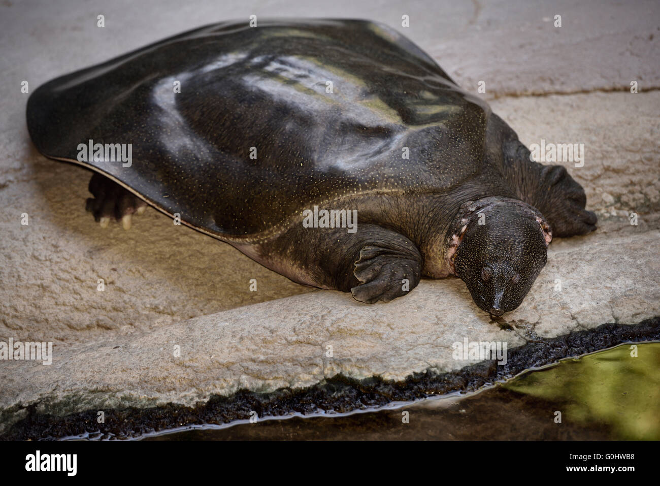 Captive Nil Softshell Schildkröte Faulenzen an einem Teich Stockfoto