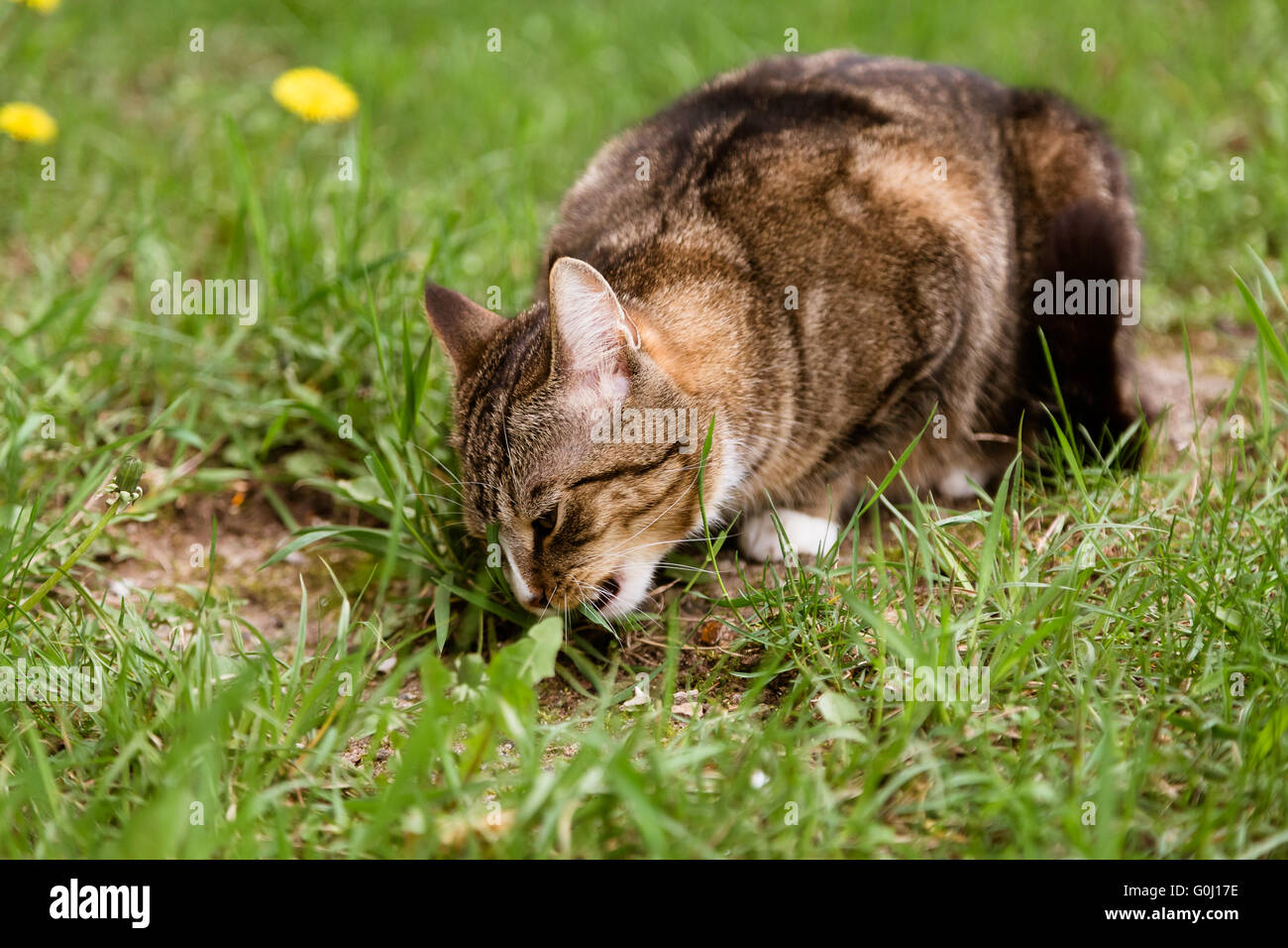 Hungrige Katze essen Rasen im freien Stockfoto